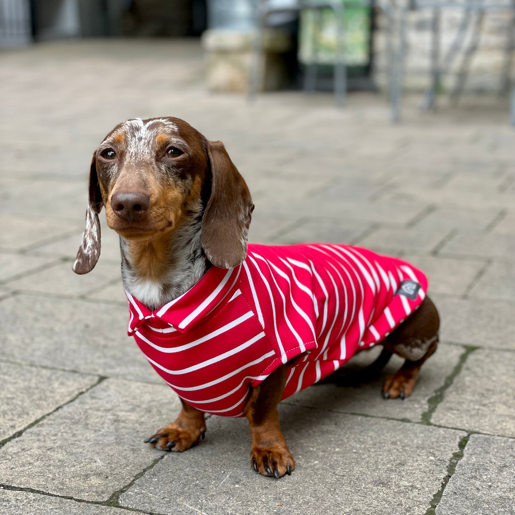 stripy t shirts for dachshunds