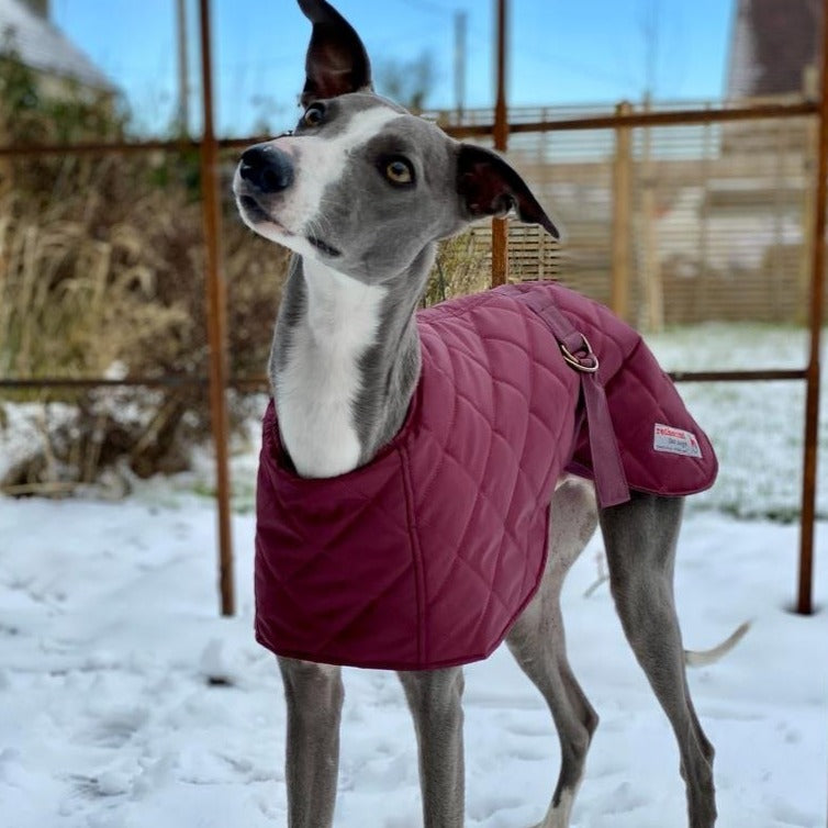 Whippet Coat Greyhound Winter Clothes Whippet Jackets Uk Winter