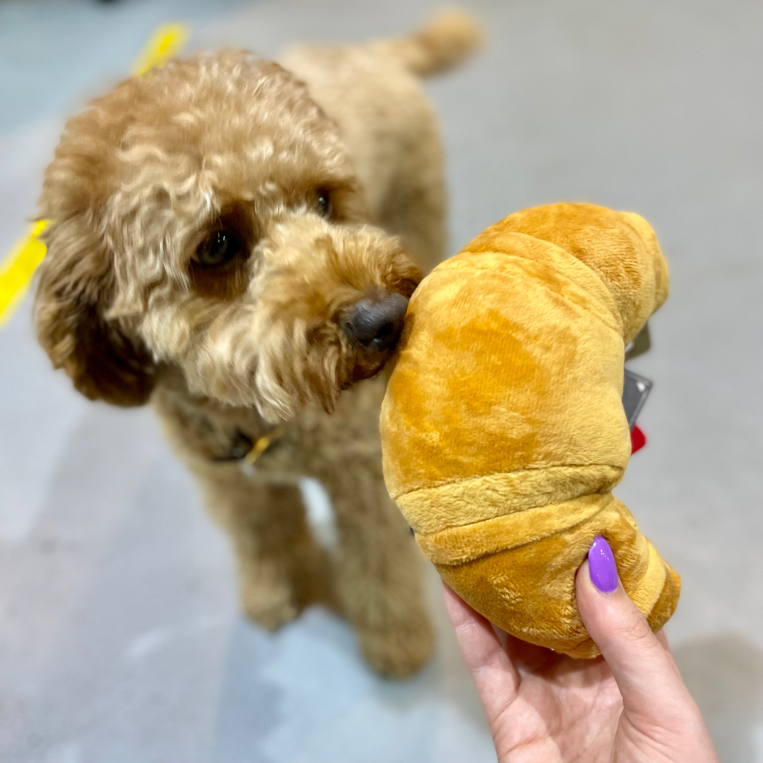 Croissant Dog Toy – DOGHOUSE