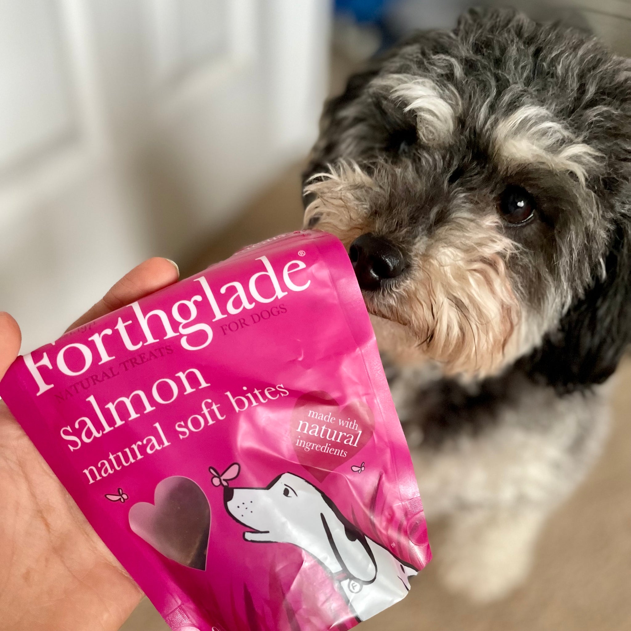 Recipe Dog Treats Sam's Dog Food Grain Free Forthglade Salmon