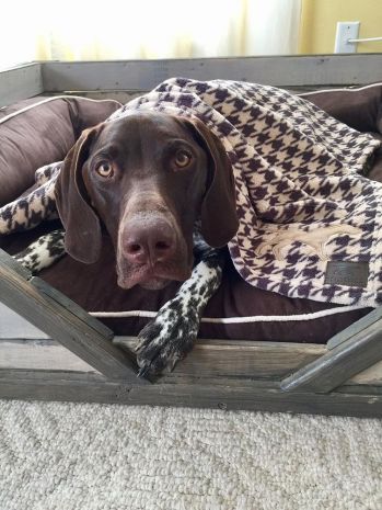 Houndstooth Dog Blanket by Tall Tails