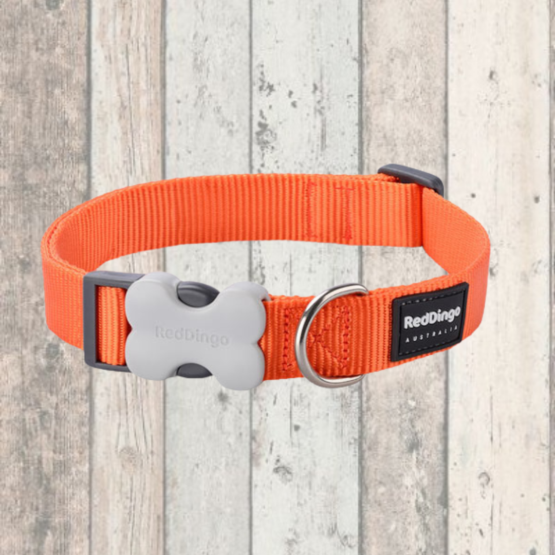 Red Dingo Simply Orange Dog Collar With Matching Lead Doghouse red-dingo-simply-orange-dog-collar-with-matching-lead-doghouse
