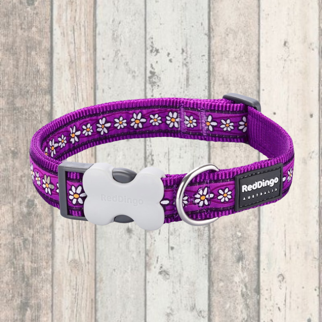 Red dingo collars and leads uk 2025