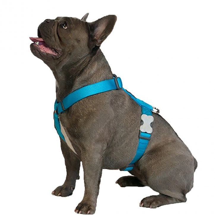 Turquoise Dog Harness by Red Dingo