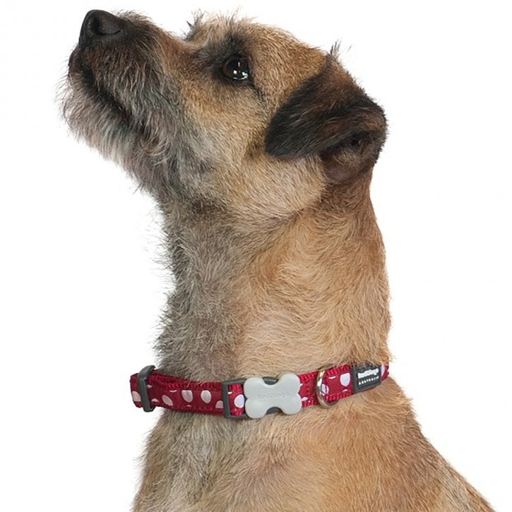 Red Polka Dot Dog Collar by Red Dingo - DOGHOUSE
