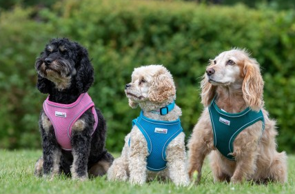 snappy dog harness