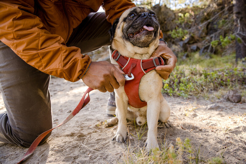 NEW Ruffwear Front Range® Dog Harness in Red Clay